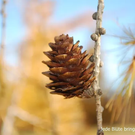 Διαμέρισμα Biohof Seidl