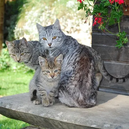 Biohof Seidl Bad Kleinkirchheim