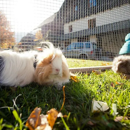 Biohof Seidl アパート バド クラインキルヒハイム