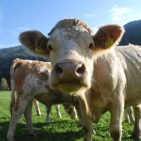 アパート Biohof Seidl *