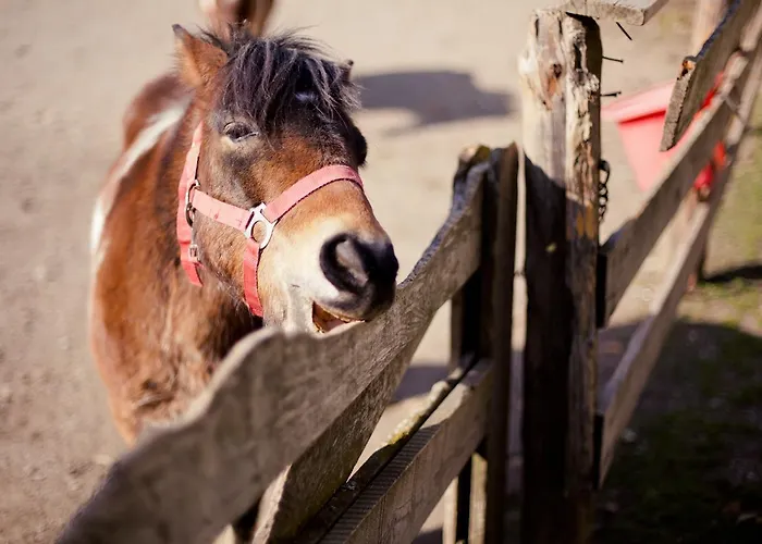 Biohof Seidl Apartment